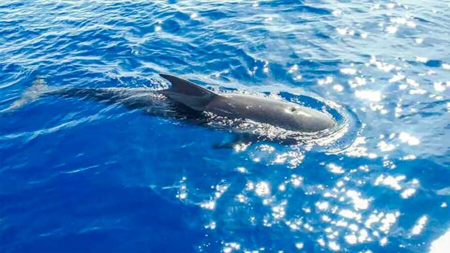 Whale and Dolphin Watching Sailing Tour – Los Gigantes (3H) - Why the small group matters