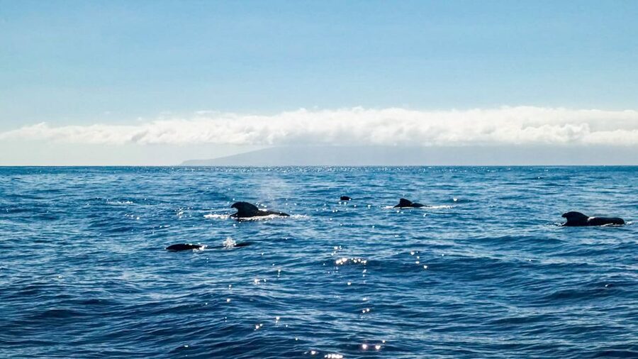 Whale and Dolphin Watching Sailing Tour – Los Gigantes (3H) - Is $76 good value?
