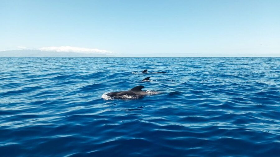 Whale and Dolphin Watching Sailing Tour – Los Gigantes (3H) - Watching whales and dolphins in the Teno-Rasca Marine Reserve