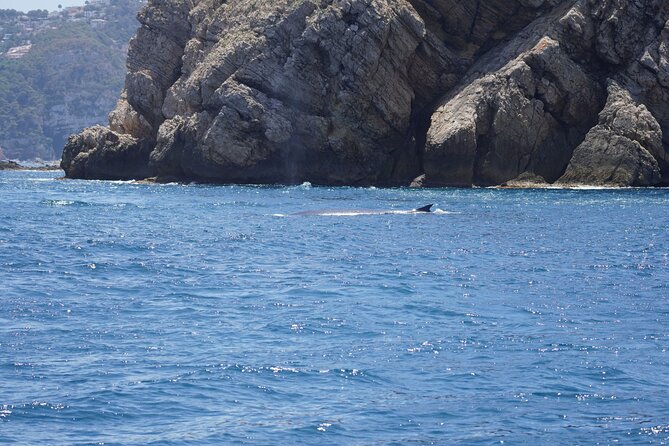 Whale & Dolphin Observation on Electric Sailing Boat in Denia - Drinks, fruit, and the missing brunch