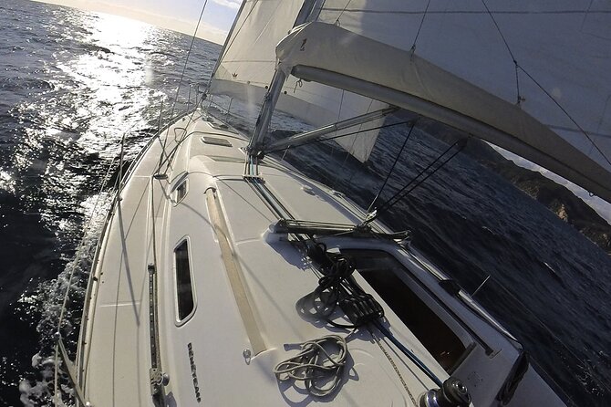 Whale & Dolphin Observation on Electric Sailing Boat in Denia - Wildlife sightings: keep the promise realistic