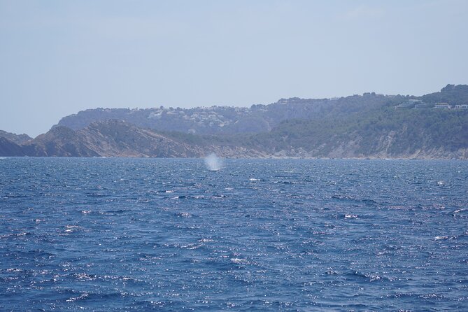Whale & Dolphin Observation on Electric Sailing Boat in Denia - Is $114.39 good value?