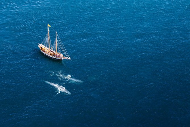 Whale Watching on a Traditional Oak Sailing Ship from Husavik - Why this Húsavík sailing trip feels different