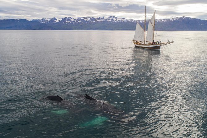 Whale Watching on a Traditional Oak Sailing Ship from Husavik - Learning to sail while searching for whales