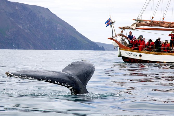 Whale Watching on a Traditional Oak Sailing Ship from Husavik - What you may see in Skjálfandi Bay