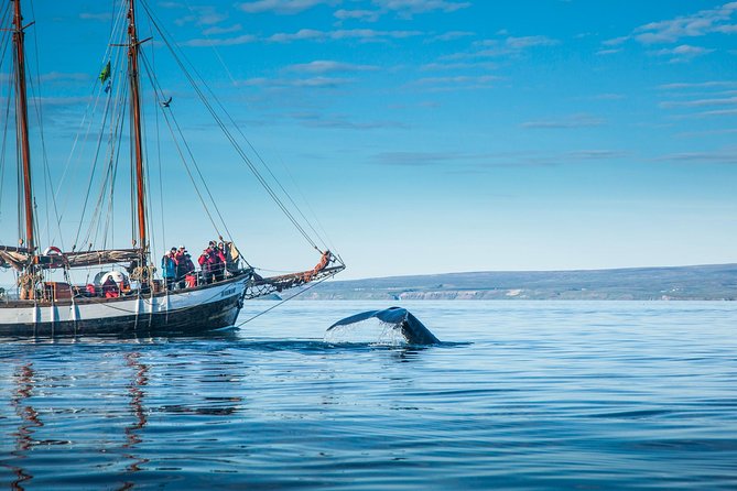 Whale Watching on a Traditional Oak Sailing Ship from Husavik - Cinnamon buns and cocoa on the way back
