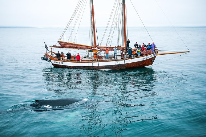Whale Watching on a Traditional Oak Sailing Ship from Husavik - Boarding Haukur, Opal, or Hildur