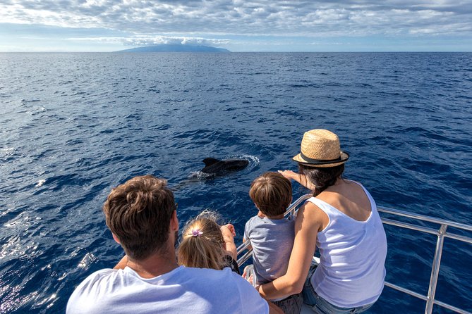 Whales & Dolphins watching in exclusive sailboat - Key points before you book