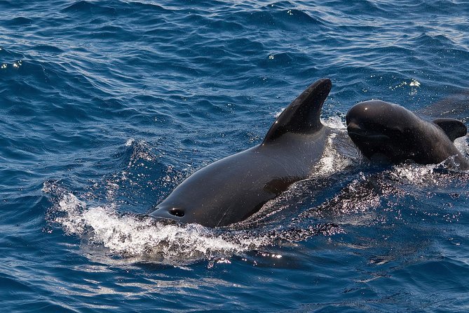 Whales & Dolphins watching in exclusive sailboat - Setting out from Puerto Colón