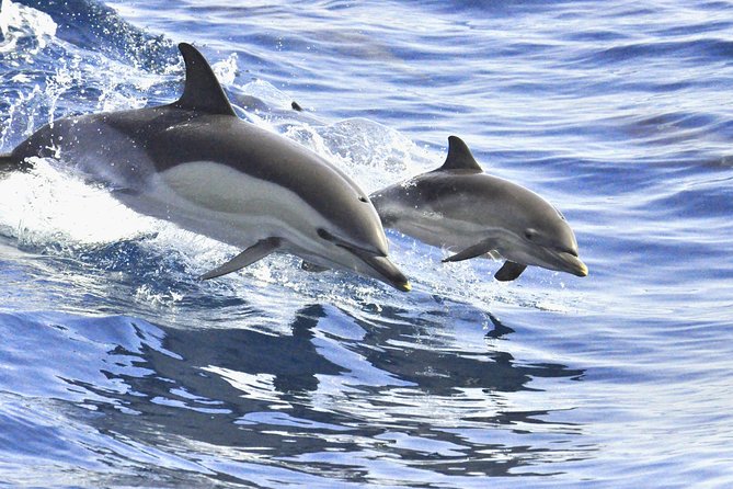 Whales & Dolphins watching in exclusive sailboat - Swimming in clear water