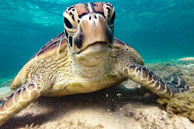 Whitsunday Islands Sail, SUP & Snorkel Tour- Small group - Food onboard: useful, fresh, and not restaurant dining